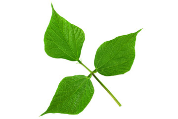 Kidney beans leaf