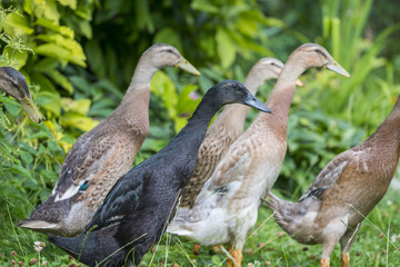 flock of indian runner ducks in the garden