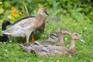 flock of indian runner ducks in the garden