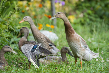 flock of indian runner ducks in the garden