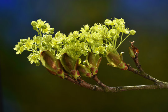 Ahorn; Spitzahorn; Acer platanoides; European  maple;