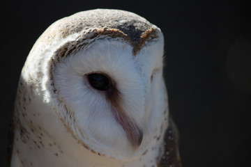 Close up of an Artic Owl/Snow Owl