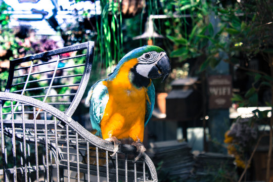 Australian Macaw sitting ontop of its cage in the shades