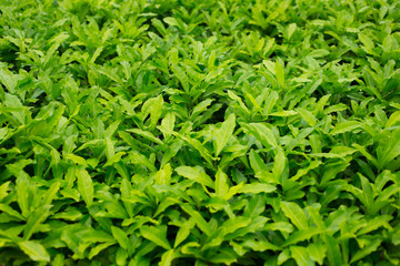 Leaves sprout dense trees and lush.