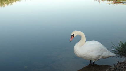 Fototapeta premium Swan
