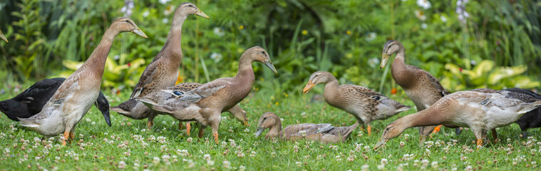 flock of indian runner ducks in the garden