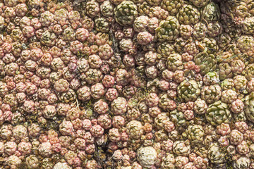 Sempervivum globiferum background. natural texture