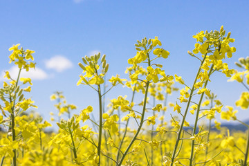 Obraz premium Yellow field of flowering rape against blue sky. Natural landscape background. concept of agriculture
