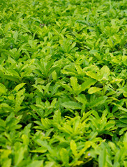 Leaves sprout dense trees and lush.