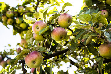 Jabłkowy sad © andsko