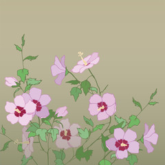 National flower of South Korea. Chinese rose. Forever blooming rose. Pink Hibiscus.Dendritic bush Hibiscus.
