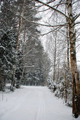 Winter forest with snow on ground and trees