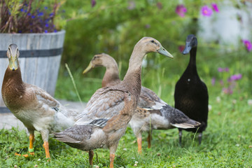 flock of indian runner ducks in the garden