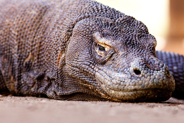 Obraz premium Komodo dragon close up, Komodo, Indonesia