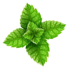 Mint green leaves top view. Main natural organic ingredient