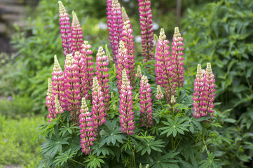 Lupinus perennis flowering medicinal wild plant, bunch of pink purple white flowers in bloom