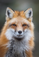Obraz premium Red fox, Canada