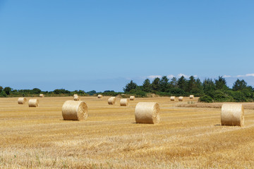 Bottes de paille dans un champ