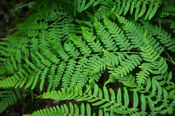 Fototapeta na wymiar Leaves of the fern. The leaves of the green fern in the forest.