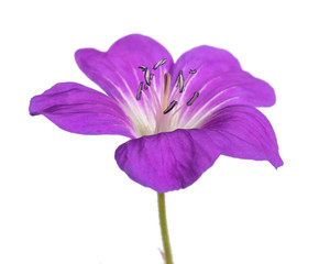 Geranium sylvaticum