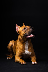 Obraz premium Red dog on black