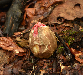 Tintenfischpilz; Clathrus archeri; Hexenei;