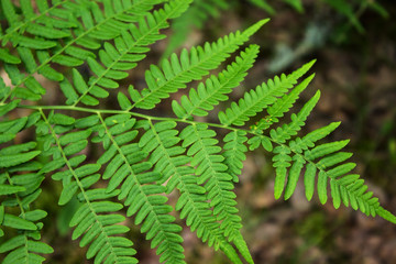 Leaves of the fern. The leaves of the green fern in the forest. Natural background.