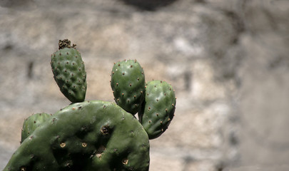 Tunas verdes en hoja de nopal