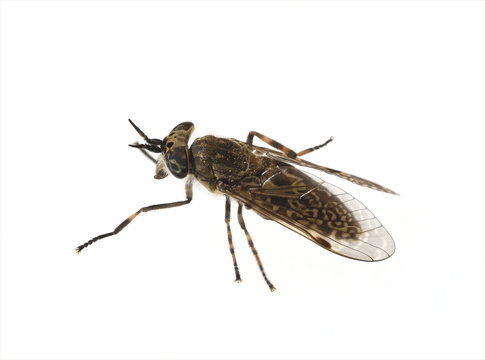 Bremse, Tabanoidae