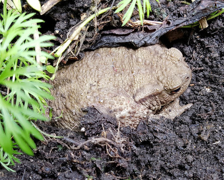 Kroete, Bufo bufo, Erdkroete