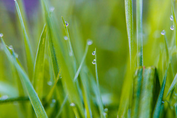 Transparent dew drops on grass blades macro