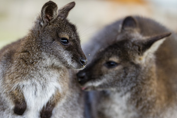 grooming wallabies 