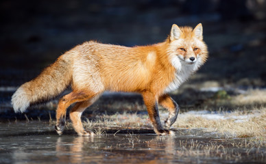 Red fox, winter, Canada.