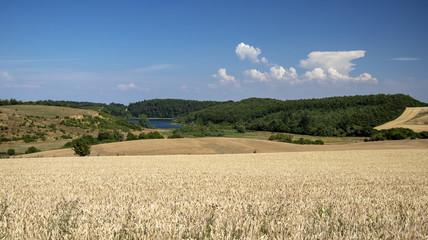Fields of goæden corn and blue sky