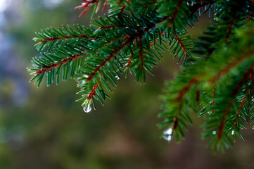 Obraz premium Tropfender Zweig