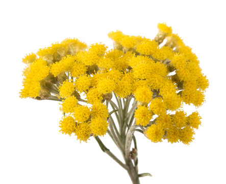 Fototapeta Yellow helichrysum flowers
