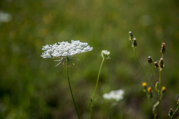 Letnia łąka i jej ozdoba © andsko