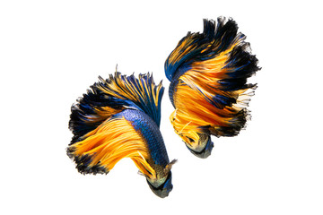 The moving moment beautiful of siamese betta fish in thailand on isolated white background. 