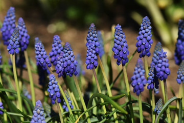 Traubenhyazinthe; muscari armeniacum;