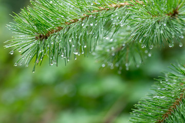 water drops on pine needles macro