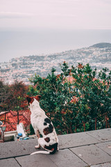 Dog looking out on Funchal, Madeira