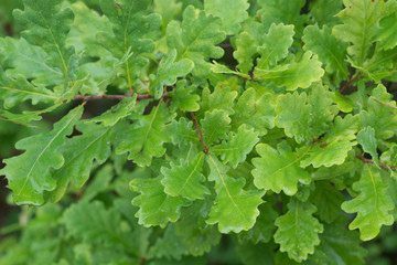 water drops on oak leaves macro