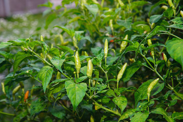 Chili Pepper Garden