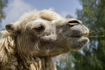 Bactrian Camel. Camelus bactrianus.