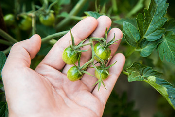 zielone pomidory na dłoni, cherry pomidory dojrzewające