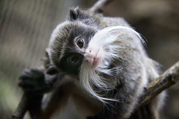 Emperor Tamarin. Saguinus imperator.