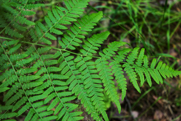 Leaves of the fern. The leaves of the green fern in the forest. Natural background.