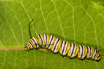 A 5th instar Monarch Caterpillar