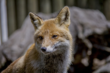 Naklejka na ściany i meble Portrait of Red Fox. Vulpes Vulpes.