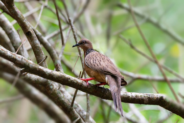 Bird with red legs.
Dove bird perching on branches ,back view.